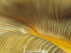 have a look inside... by Claudia Weber-Gebert 